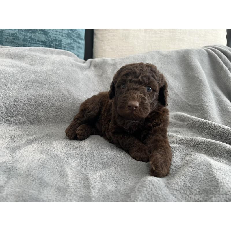 販売中の青森県のミディアムプードル-443709の11枚目