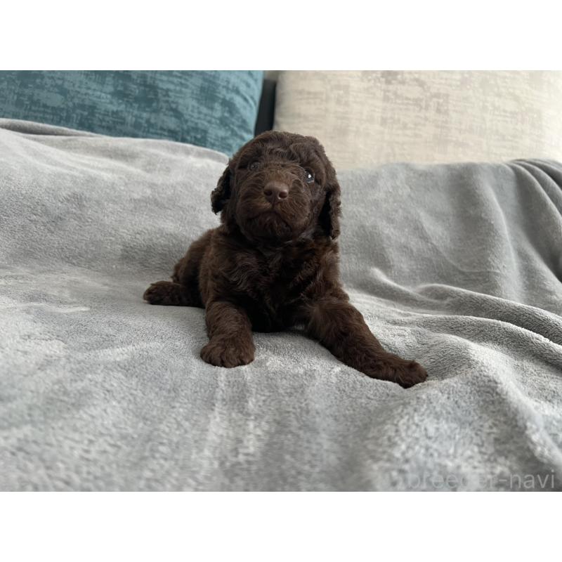 販売中の青森県のミディアムプードル-443709の9枚目