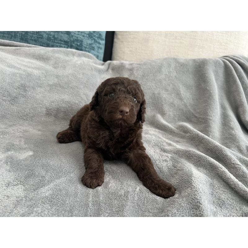 販売中の青森県のミディアムプードル-443709の7枚目