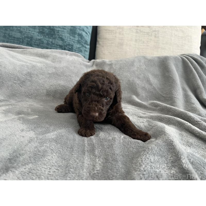 販売中の青森県のミディアムプードル-443709の6枚目