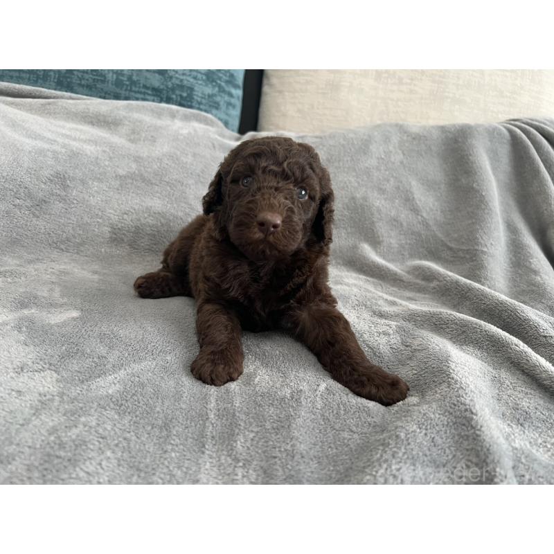 販売中の青森県のミディアムプードル-443709の5枚目