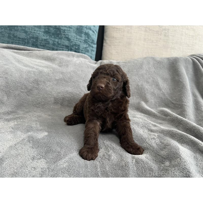 販売中の青森県のミディアムプードル-443709の4枚目