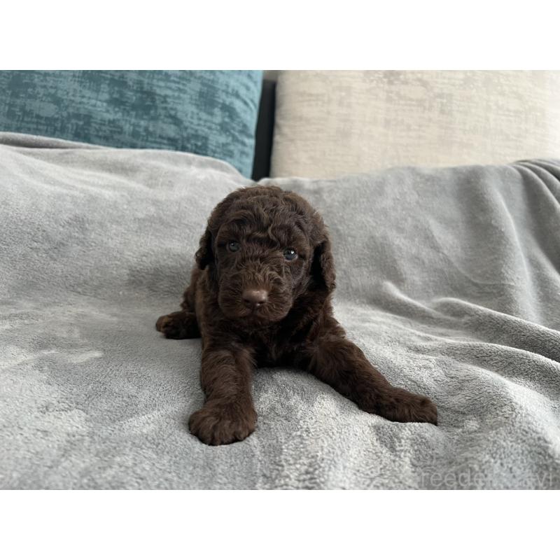 販売中の青森県のミディアムプードル-443709の3枚目