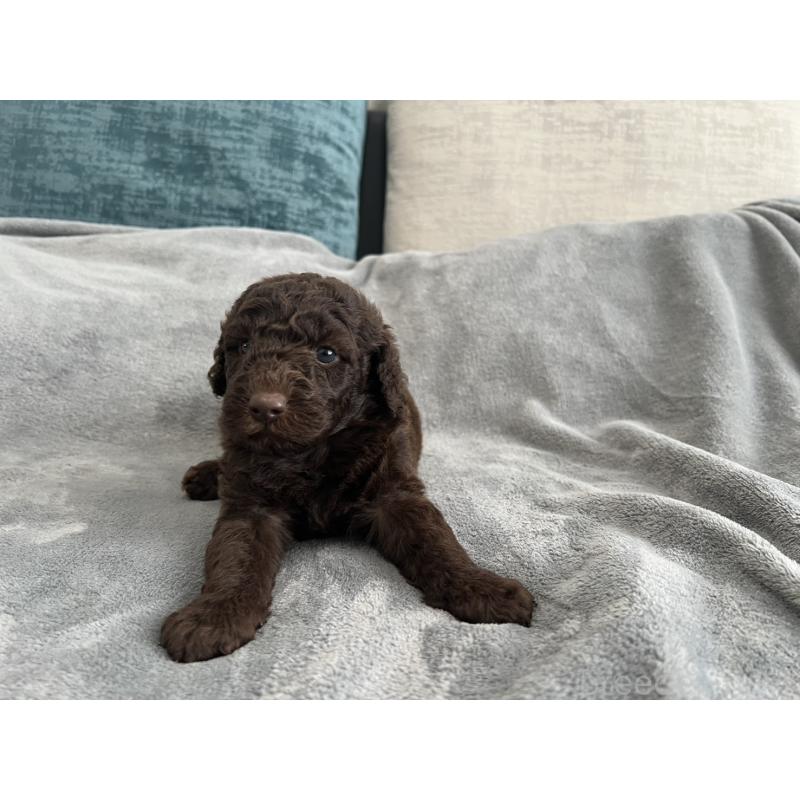 販売中の青森県のミディアムプードル-443709の2枚目