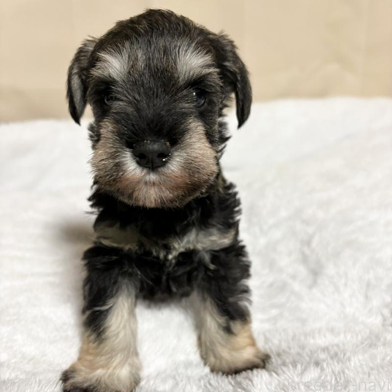 販売中の岡山県のミニチュアシュナウザー-443696