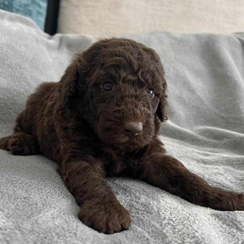 販売中の青森県のミディアムプードル-443709の1枚目