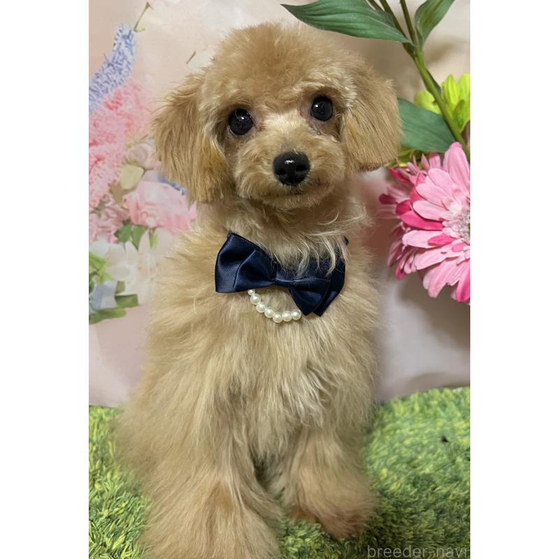 販売中の岡山県のティーカッププードル-428374の6枚目