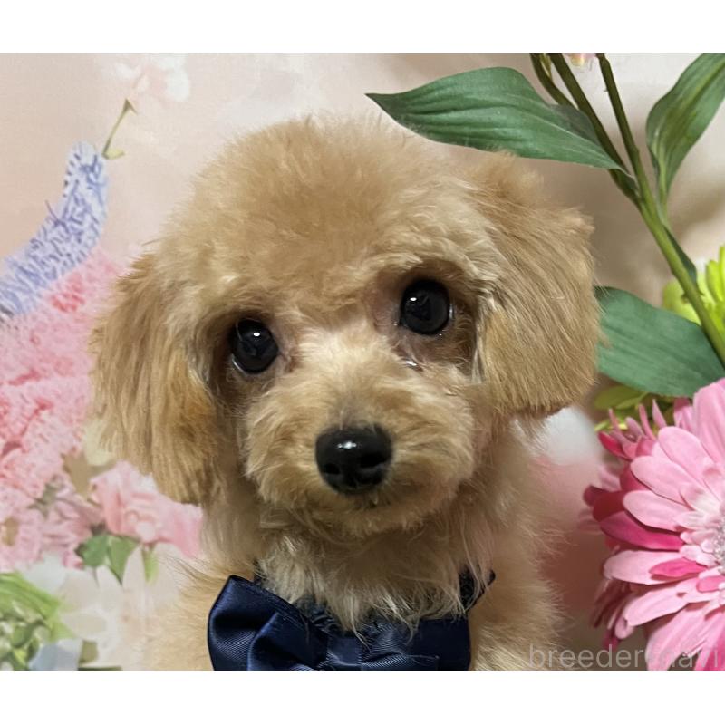 販売中の岡山県のティーカッププードル-428374の5枚目