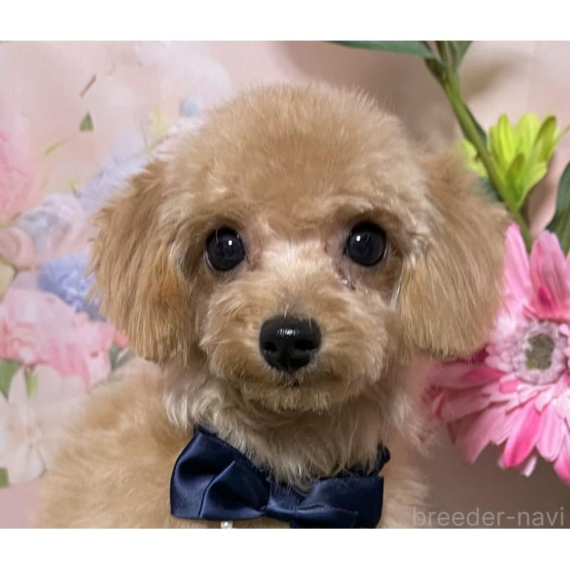 販売中の岡山県のティーカッププードル-428374の4枚目