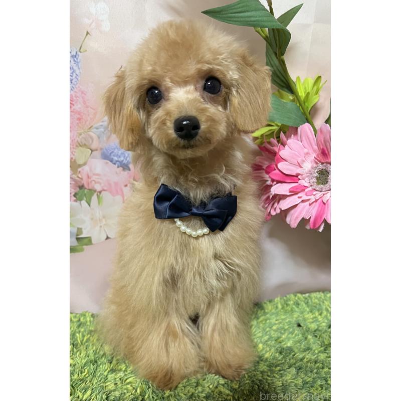 販売中の岡山県のティーカッププードル-428374の3枚目
