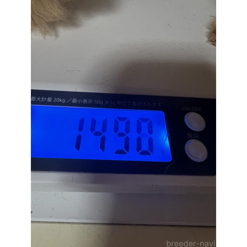 販売中の岡山県のティーカッププードル-428374の2枚目