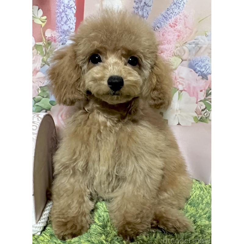 販売中の岡山県のタイニープードル-431000の6枚目