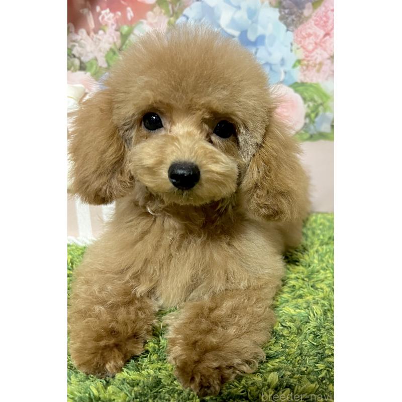 販売中の岡山県のタイニープードル-431000の5枚目