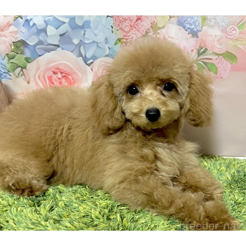 販売中の岡山県のタイニープードル-431000の4枚目