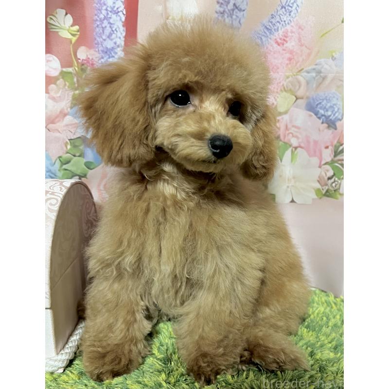 販売中の岡山県のタイニープードル-431000の2枚目