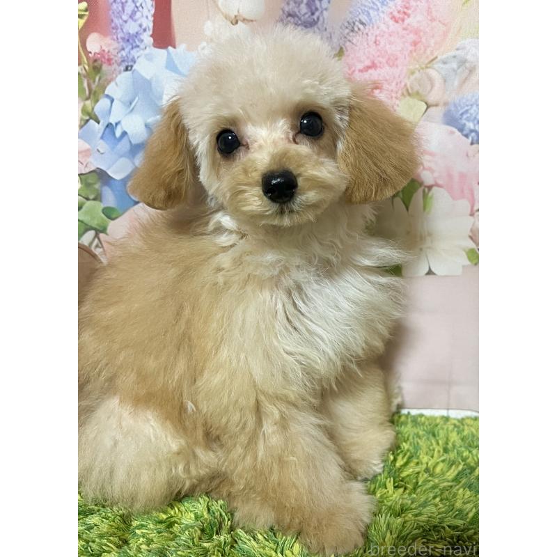 販売中の岡山県のティーカッププードル-430999の7枚目