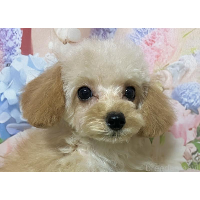 販売中の岡山県のティーカッププードル-430999の6枚目