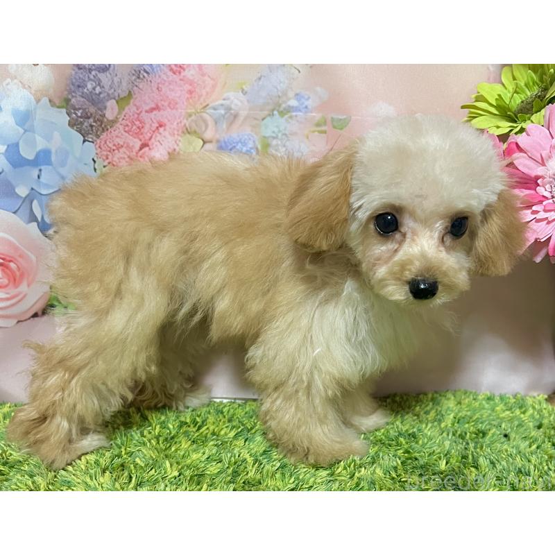 販売中の岡山県のティーカッププードル-430999の5枚目