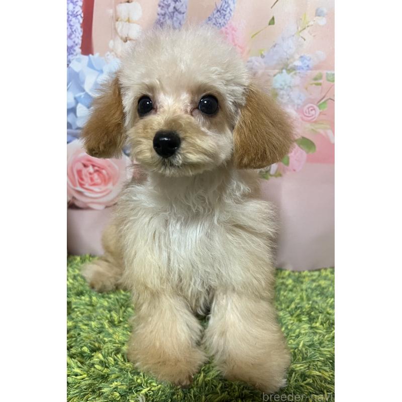 販売中の岡山県のティーカッププードル-430999の4枚目