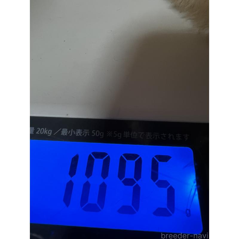 販売中の岡山県のティーカッププードル-430999の3枚目