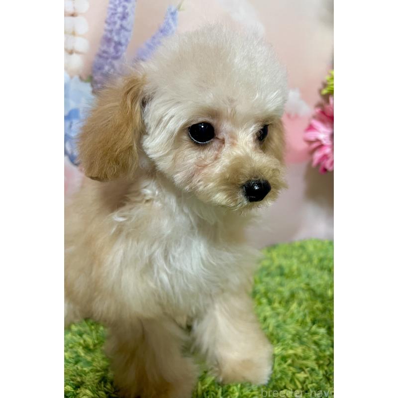 販売中の岡山県のティーカッププードル-430999の2枚目