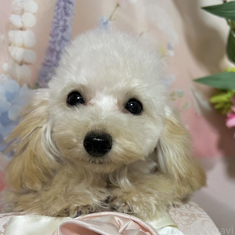 販売中の岡山県のティーカッププードル-428285の6枚目