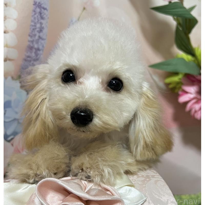 販売中の岡山県のティーカッププードル-428285の5枚目