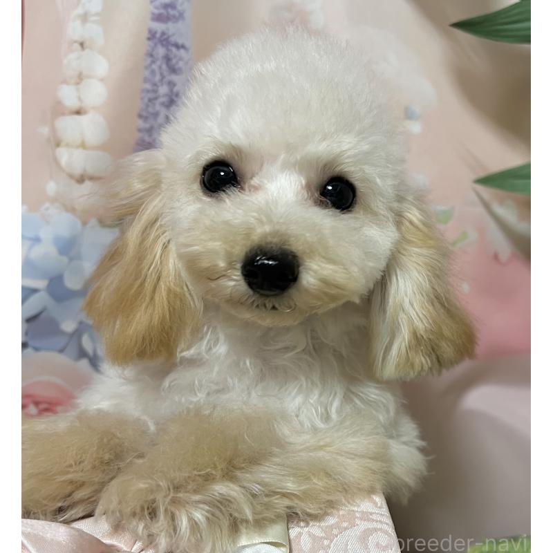 販売中の岡山県のティーカッププードル-428285の4枚目