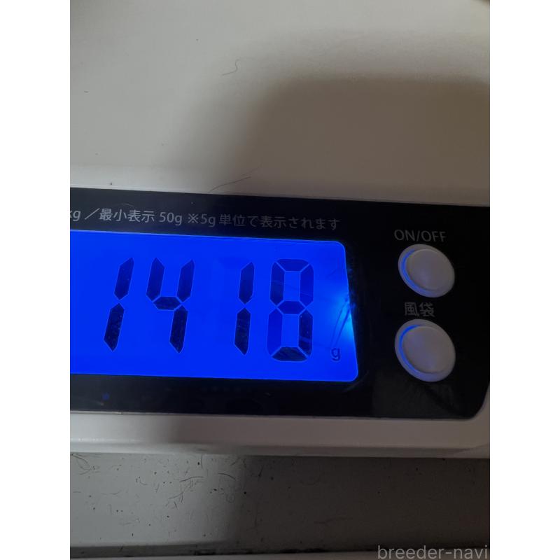 販売中の岡山県のティーカッププードル-428285の3枚目