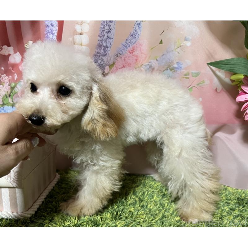 販売中の岡山県のティーカッププードル-428285の2枚目