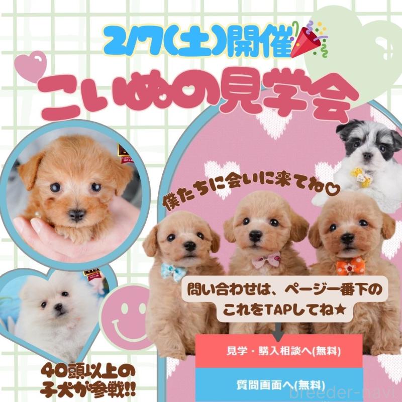 成約済の神奈川県のマルチーズ-431519の2枚目