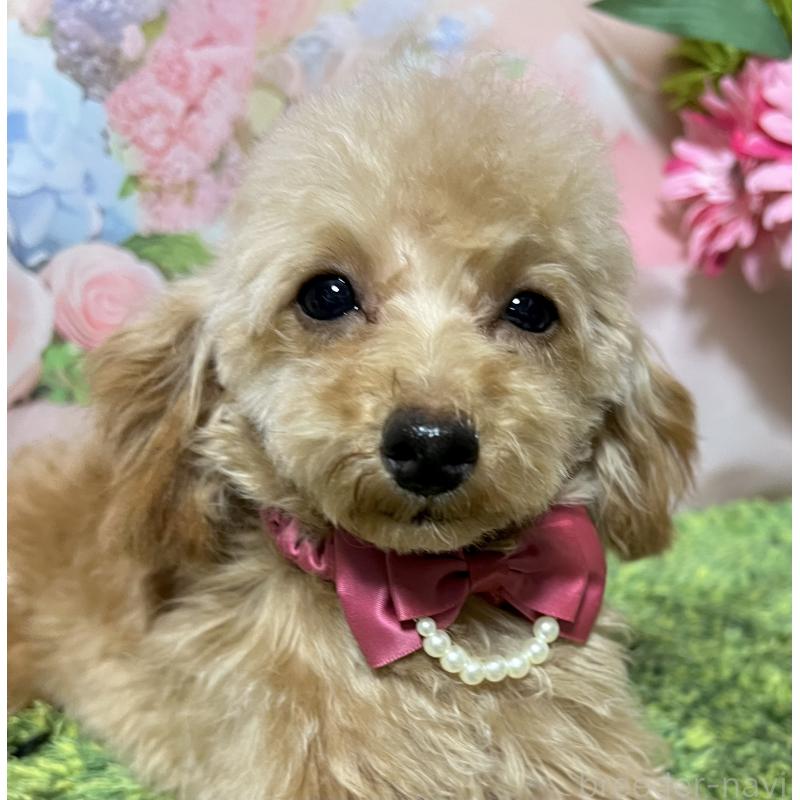 販売中の岡山県のタイニープードル-428287の6枚目