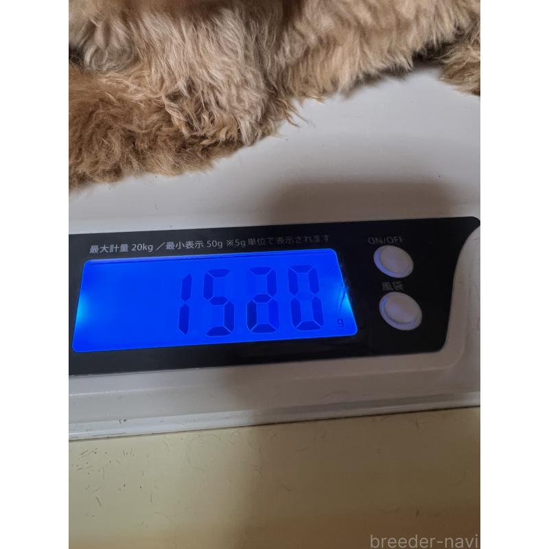販売中の岡山県のタイニープードル-428287の5枚目