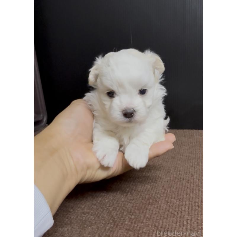 販売中の福岡県のマルプー:マルチーズ×トイプードル-443710の3枚目