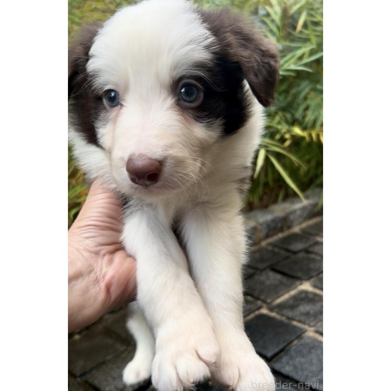 商談中の奈良県のボーダーコリー-439018の2枚目