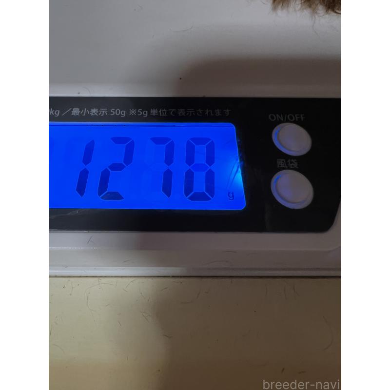 販売中の岡山県のティーカッププードル-428274の2枚目