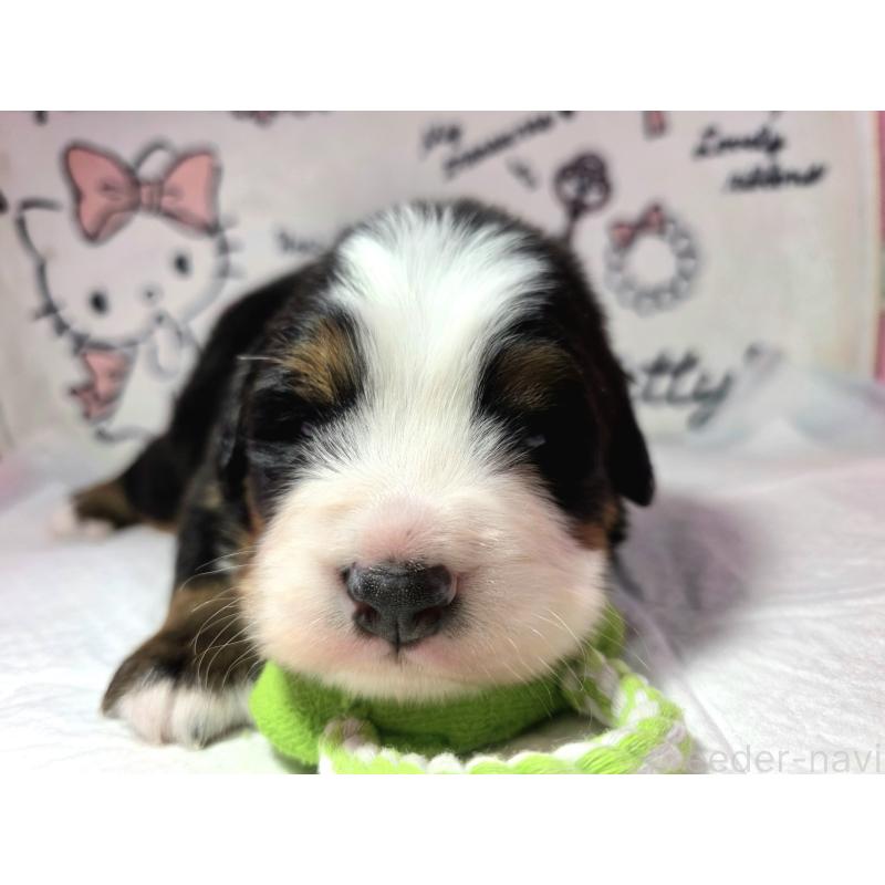 販売中の静岡県のバーニーズマウンテンドッグ-443716の7枚目