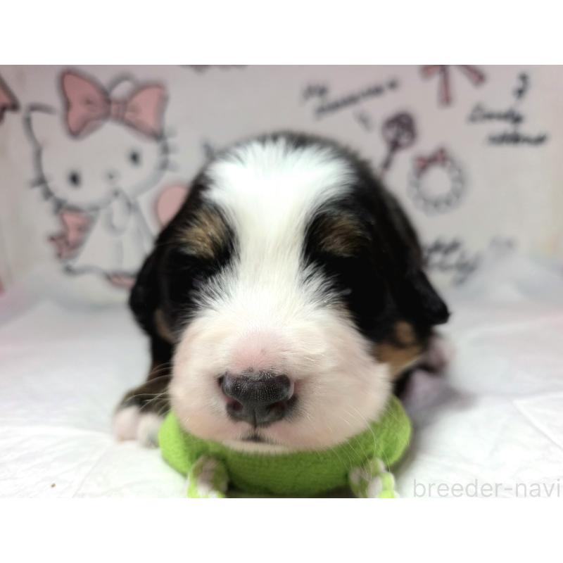 販売中の静岡県のバーニーズマウンテンドッグ-443716の6枚目