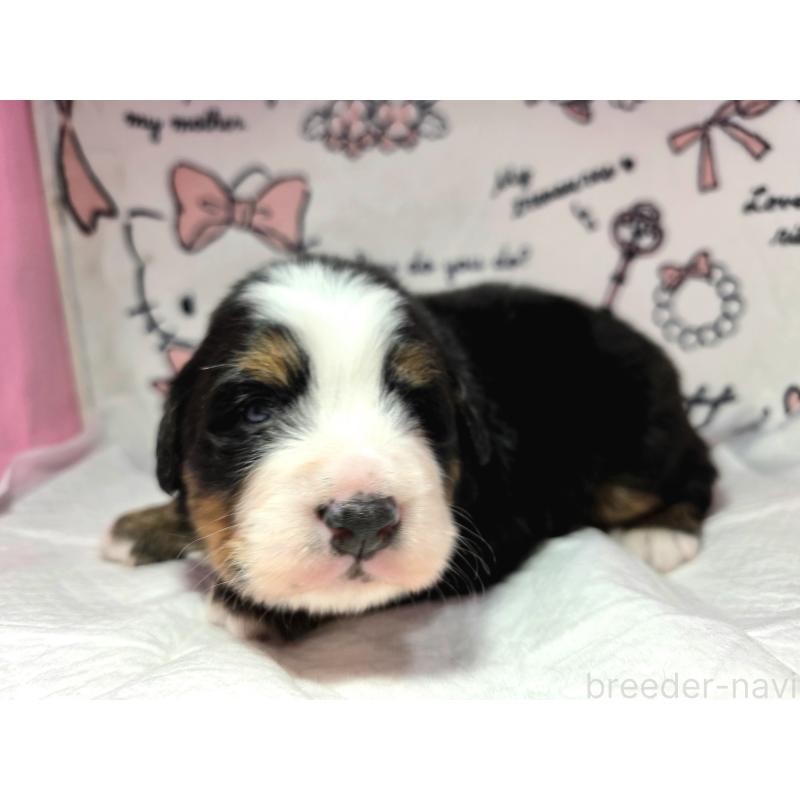 販売中の静岡県のバーニーズマウンテンドッグ-443716の5枚目