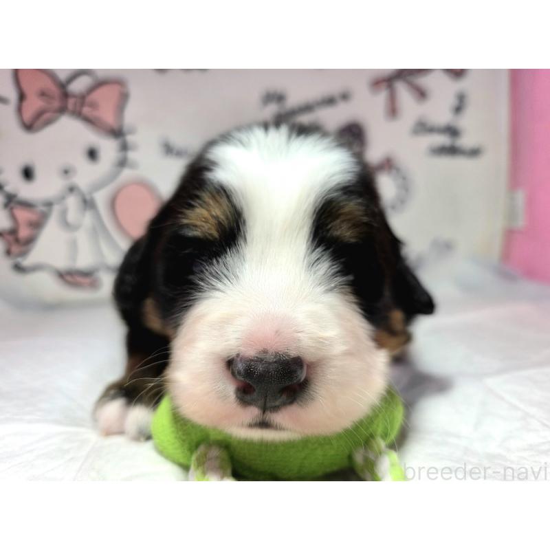 販売中の静岡県のバーニーズマウンテンドッグ-443716の4枚目