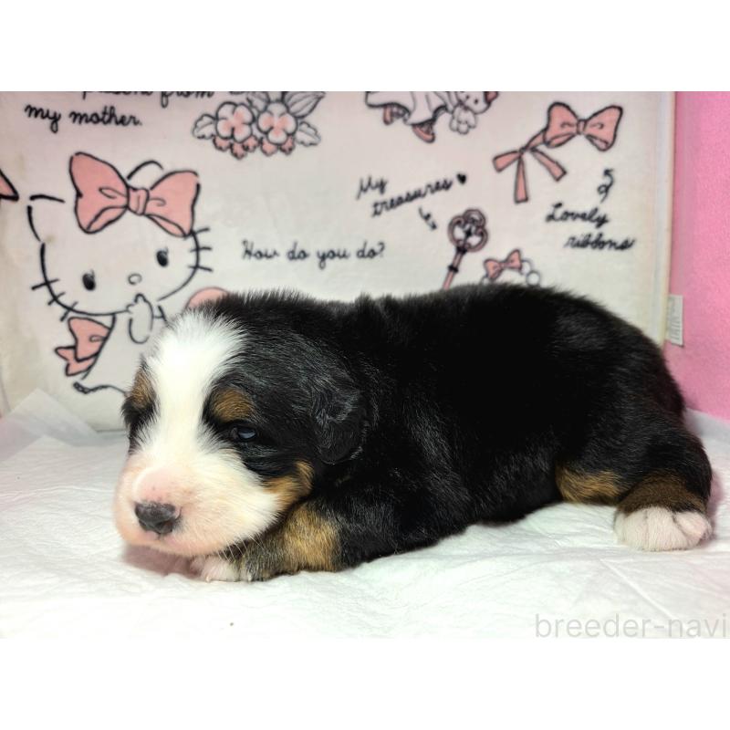 販売中の静岡県のバーニーズマウンテンドッグ-443716の3枚目