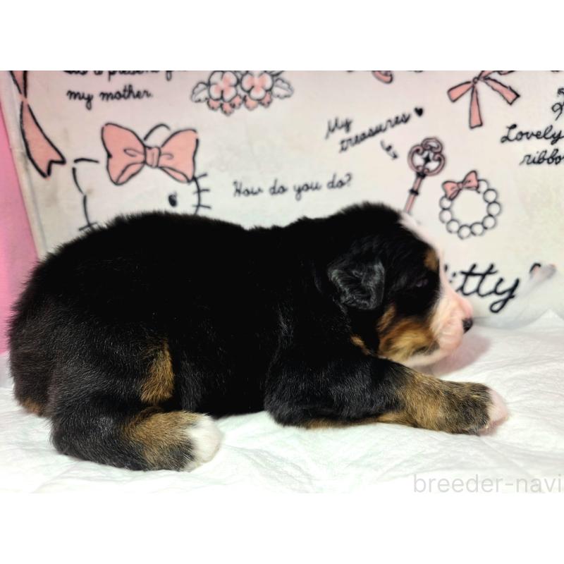 販売中の静岡県のバーニーズマウンテンドッグ-443716の2枚目