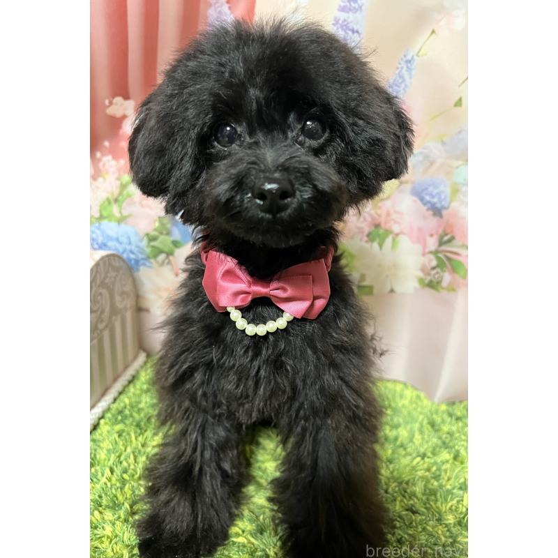 販売中の岡山県のティーカッププードル-412796の4枚目