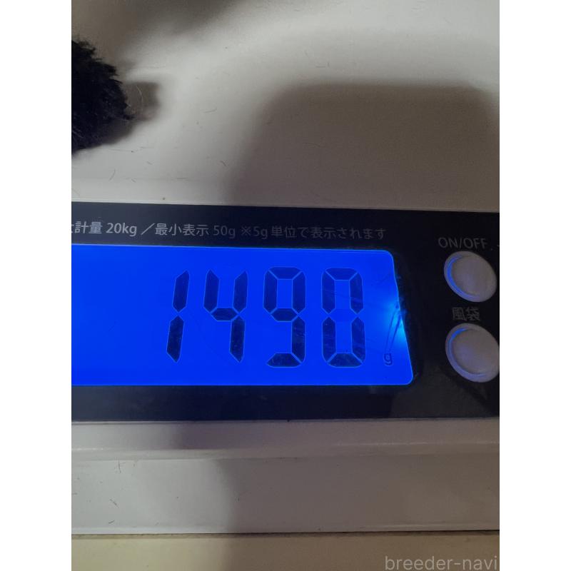 販売中の岡山県のティーカッププードル-412796の3枚目