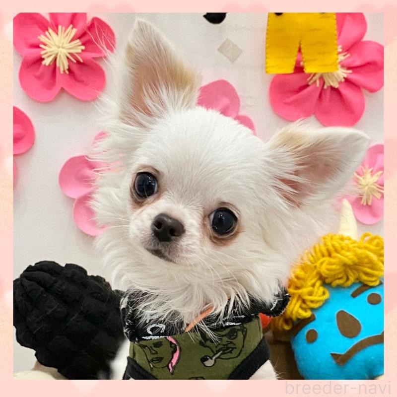 販売中の群馬県のチワワ(ロングコート)-443725の1枚目