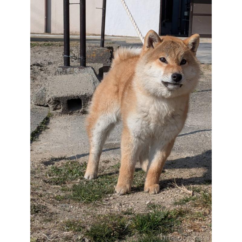 販売中の岡山県の柴犬-443745の2枚目