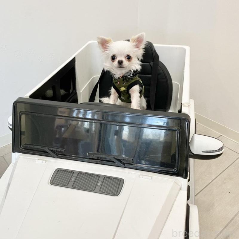 販売中の群馬県のチワワ(ロングコート)-443725の9枚目