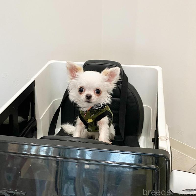 販売中の群馬県のチワワ(ロングコート)-443725の8枚目