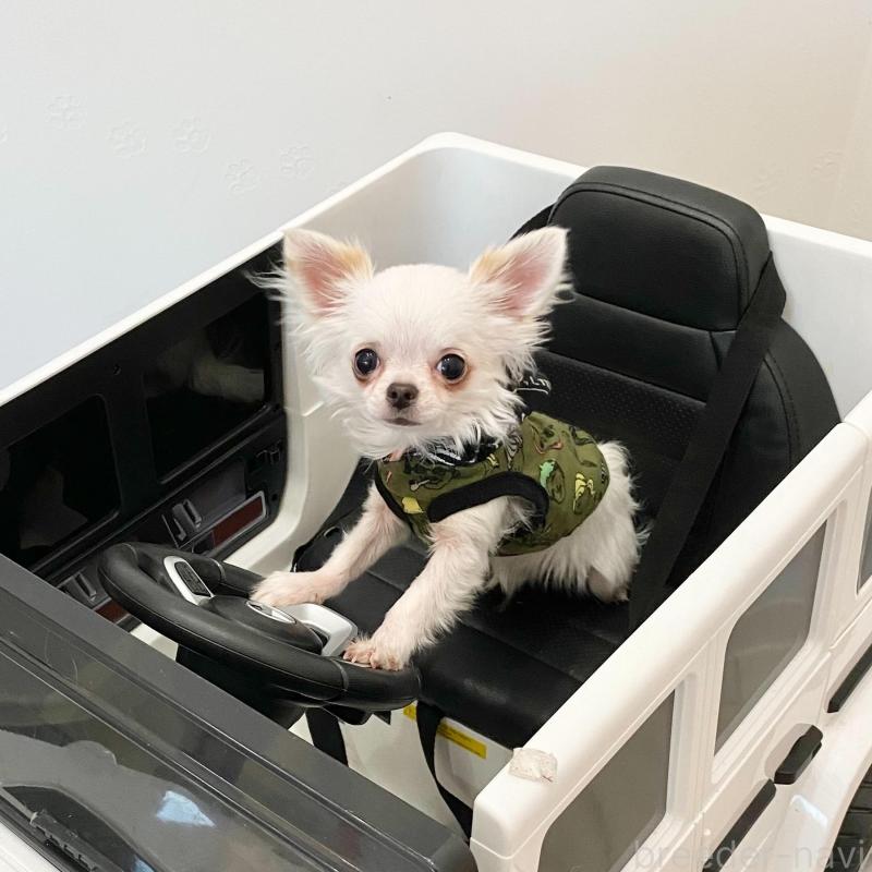 販売中の群馬県のチワワ(ロングコート)-443725の7枚目