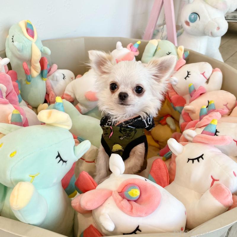 販売中の群馬県のチワワ(ロングコート)-443725の6枚目